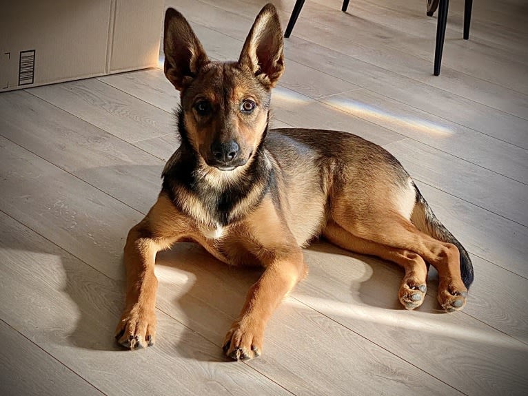 Alemã, a German Shepherd Dog and Australian Cattle Dog mix tested with EmbarkVet.com