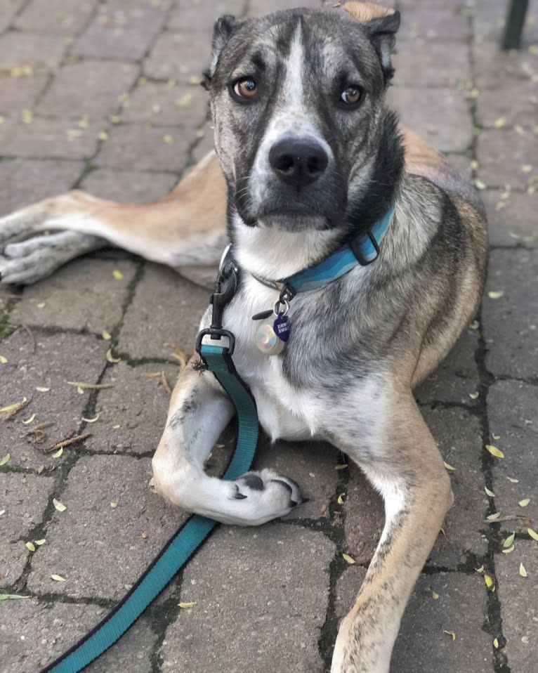 Pepper Ann, an American Bulldog and Siberian Husky mix tested with EmbarkVet.com