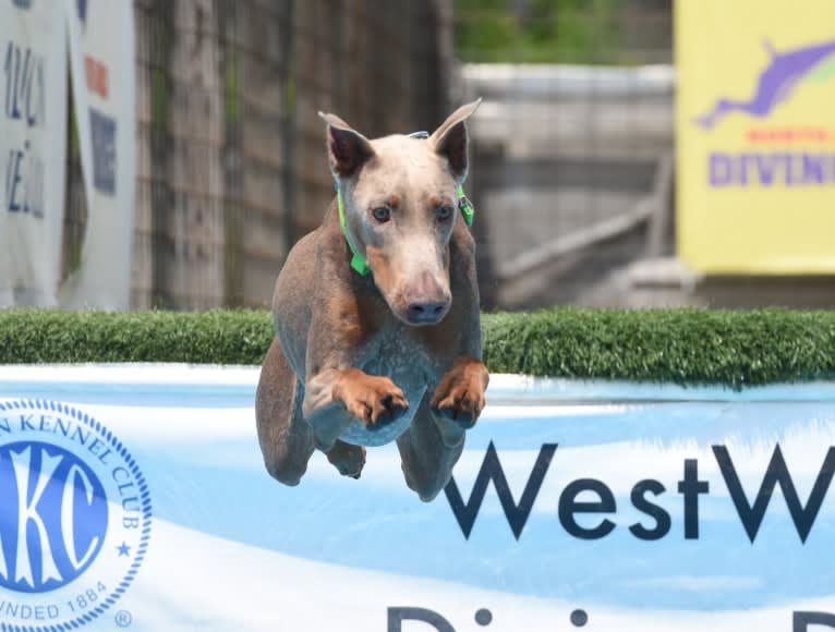 Titan, a Doberman Pinscher tested with EmbarkVet.com