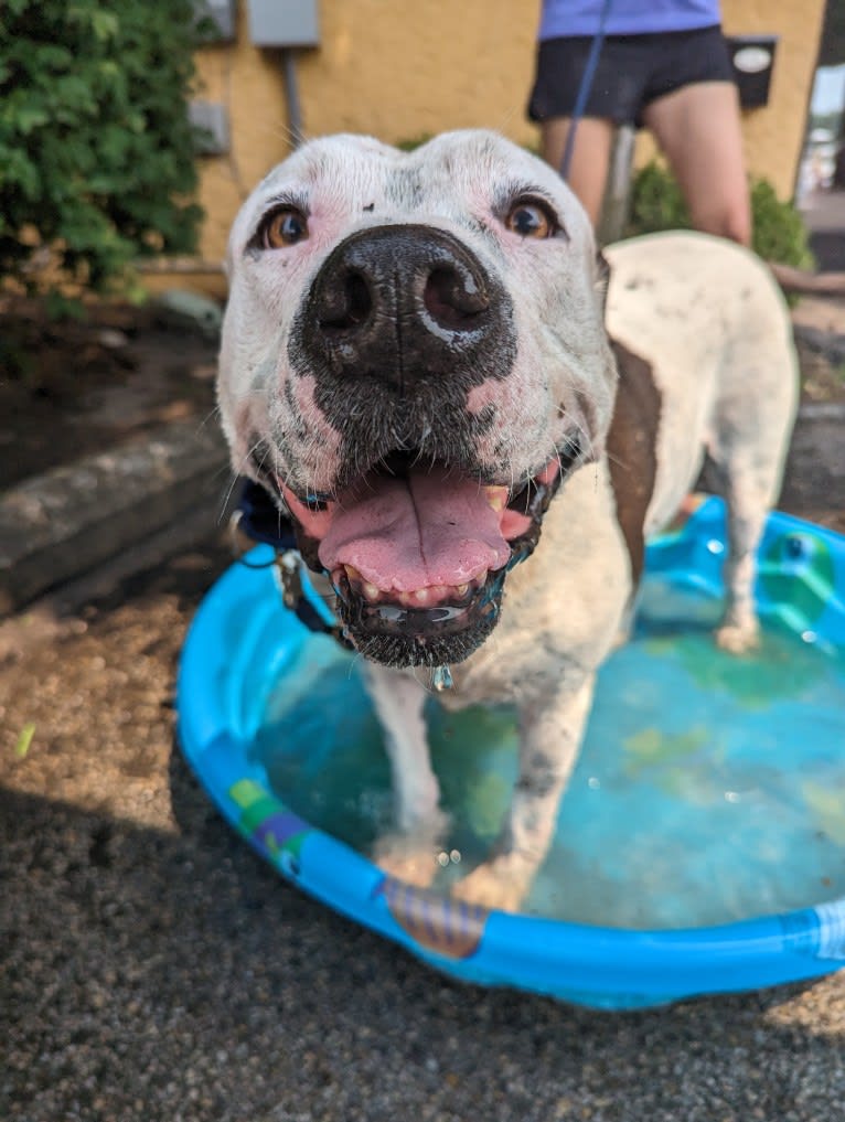 Auggie, an American Pit Bull Terrier and American Staffordshire Terrier mix tested with EmbarkVet.com