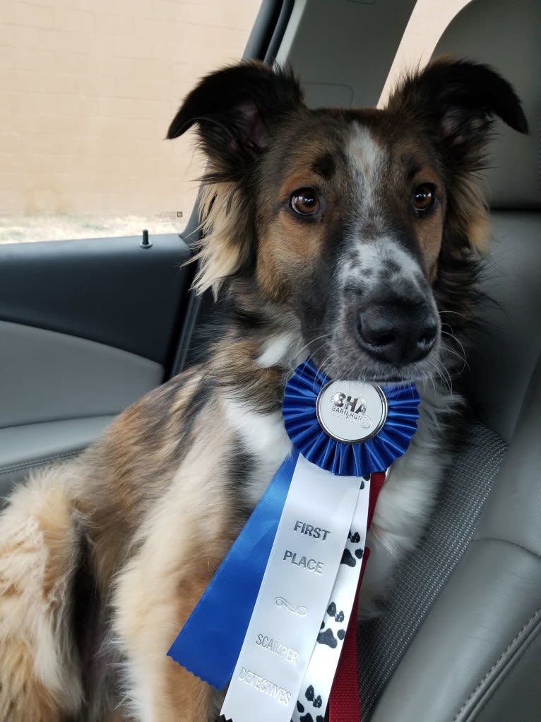 Bentley, an English Shepherd and Collie mix tested with EmbarkVet.com