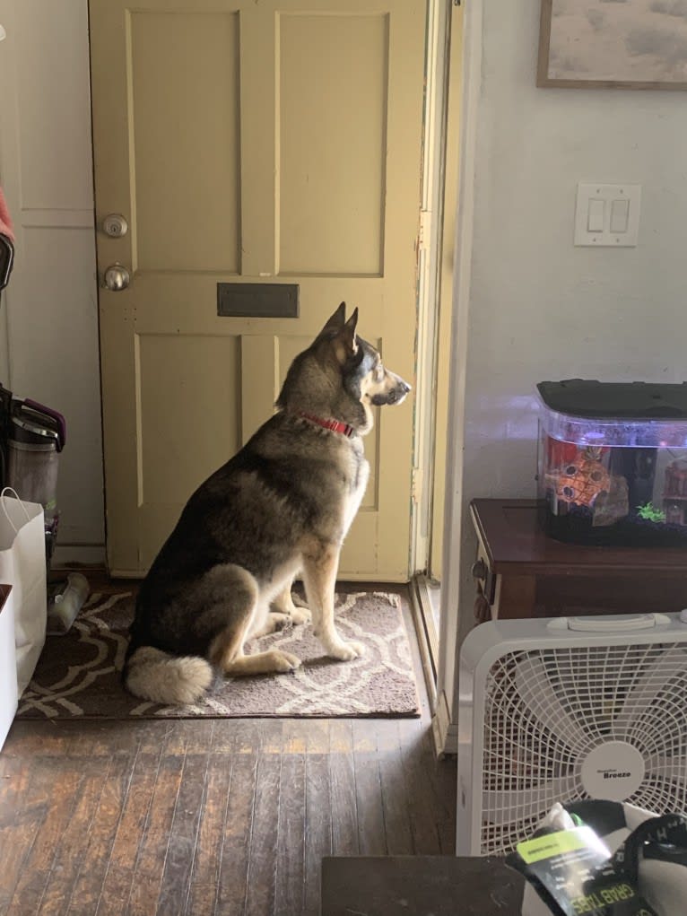 Gizmo, a Siberian Husky and German Shepherd Dog mix tested with EmbarkVet.com