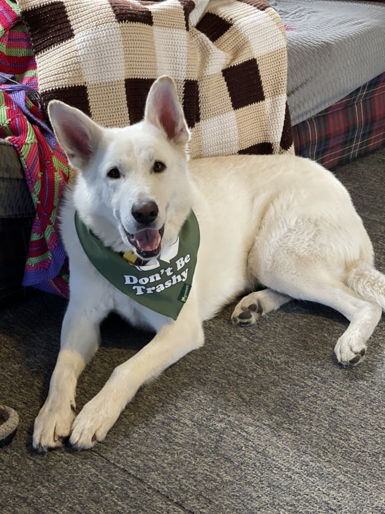 Apollo, a German Shepherd Dog and Maremma Sheepdog mix tested with EmbarkVet.com