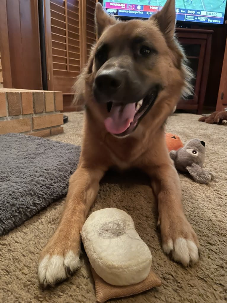 Mick, a Siberian Husky and German Shepherd Dog mix tested with EmbarkVet.com