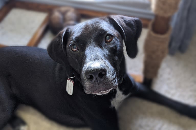 Bailey Bodie, an American Pit Bull Terrier and Catahoula Leopard Dog mix tested with EmbarkVet.com