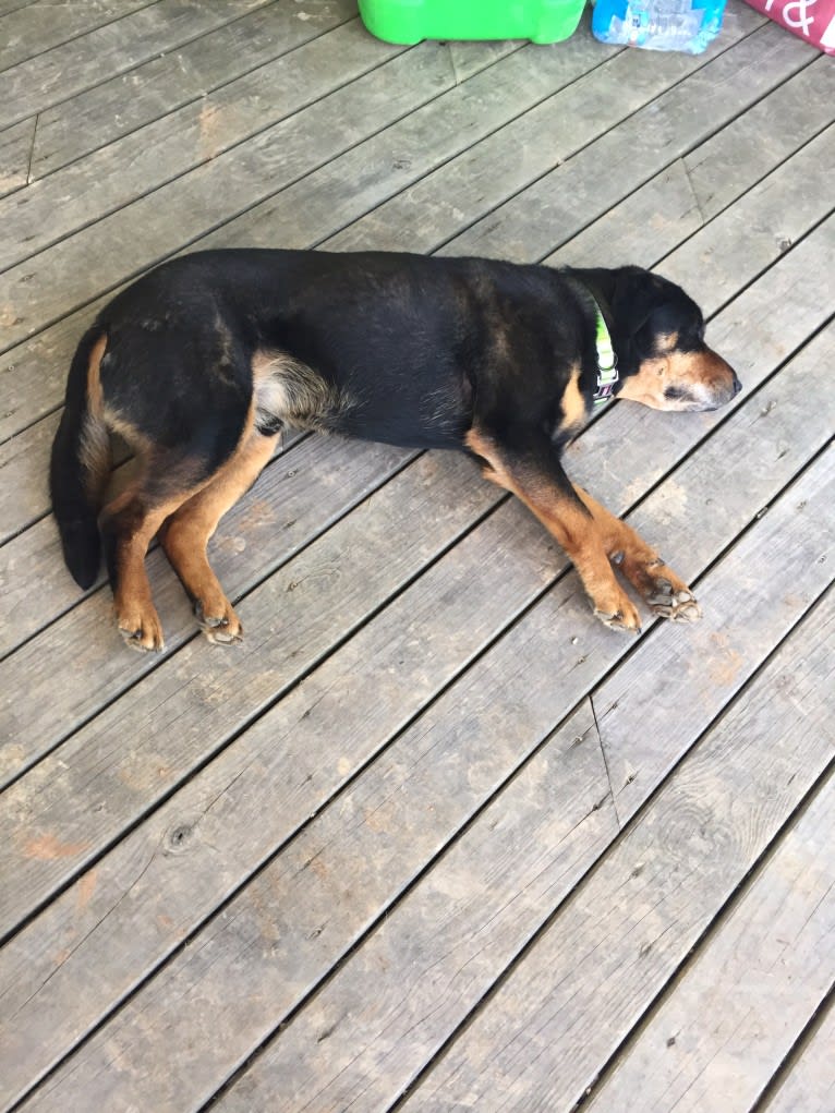 Chief, a German Shepherd Dog and Labrador Retriever mix tested with EmbarkVet.com