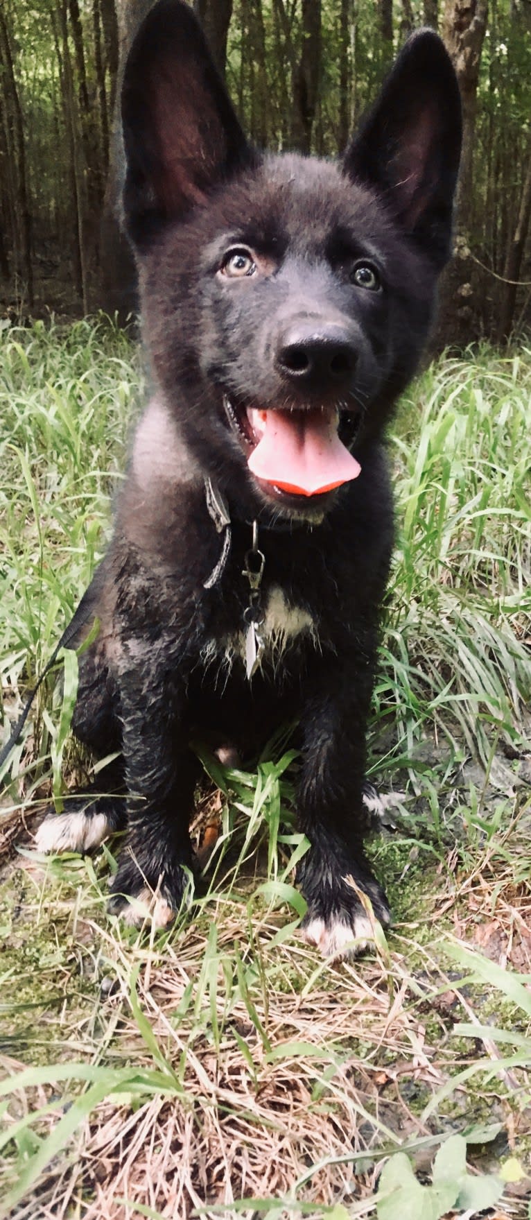 Xenan Stark Barbossa Mars a dog tested with EmbarkVet.com