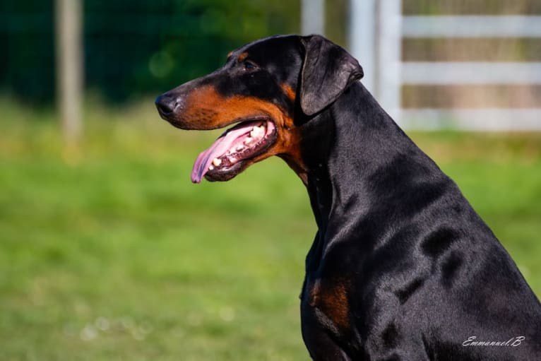 Roreck, a Doberman Pinscher tested with EmbarkVet.com