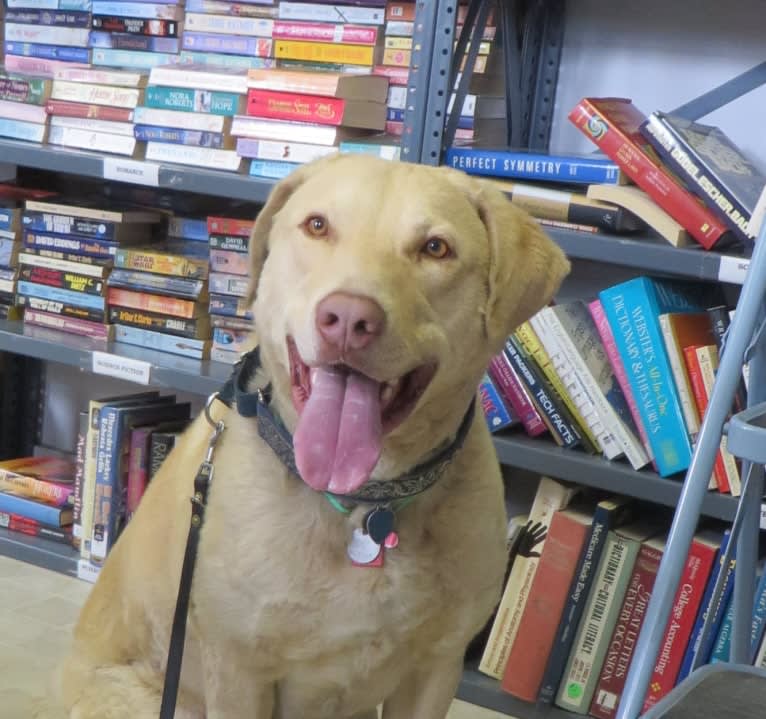 Mythos, a Chesapeake Bay Retriever tested with EmbarkVet.com