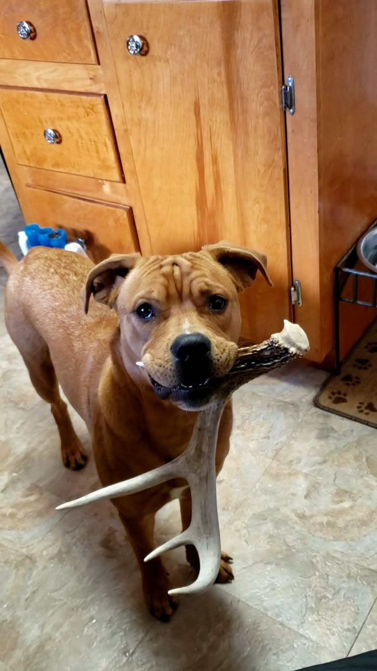 Ollie, an American Bulldog and Chow Chow mix tested with EmbarkVet.com