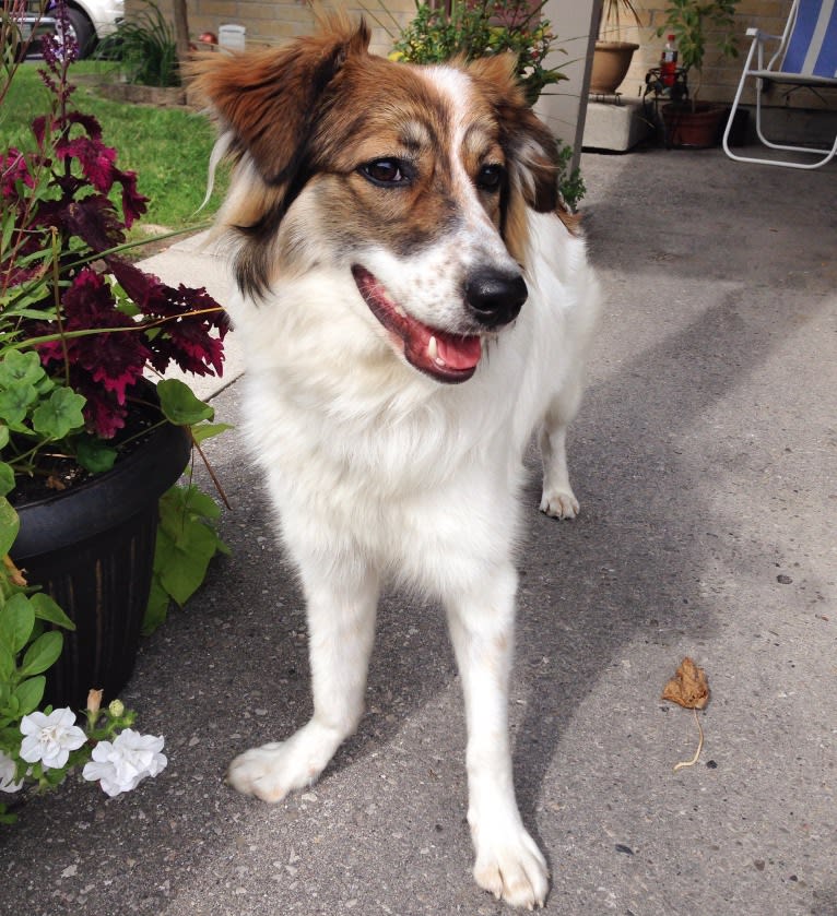 Zoey, a Border Collie and Maremma Sheepdog mix tested with EmbarkVet.com