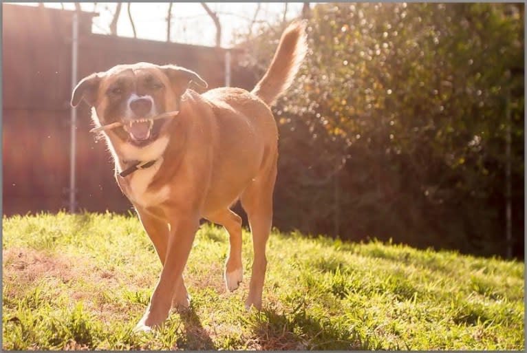 Harley, an American Pit Bull Terrier and Chow Chow mix tested with EmbarkVet.com