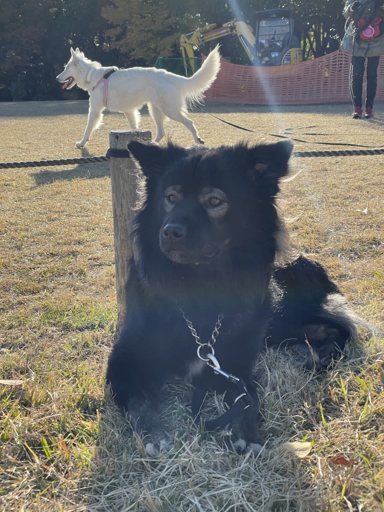 Bodhi, a Japanese or Korean Village Dog and Shiba Inu mix tested with EmbarkVet.com