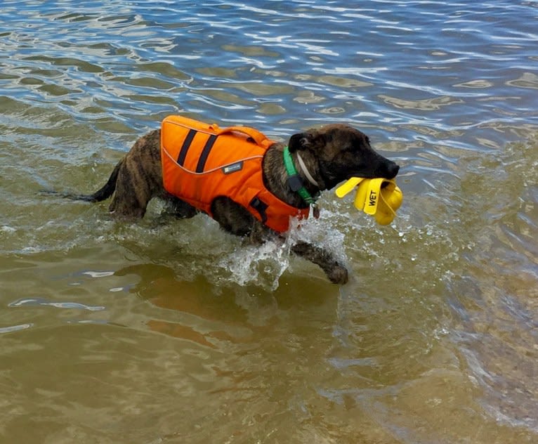 Colt, a German Shepherd Dog and Great Dane mix tested with EmbarkVet.com