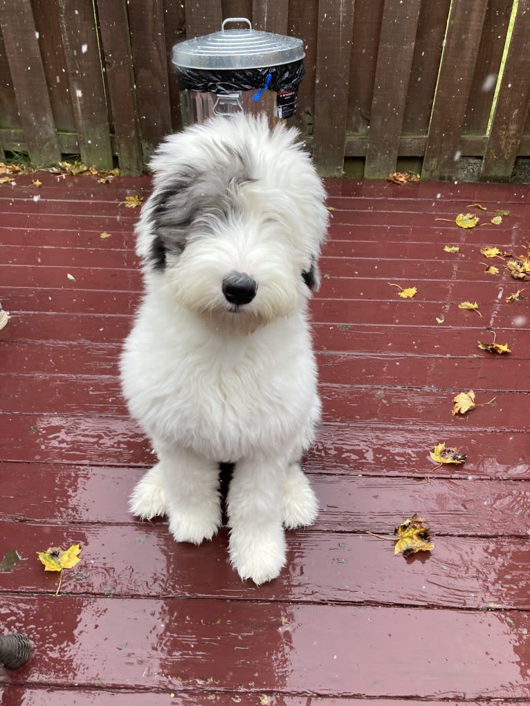 Indy, an Old English Sheepdog tested with EmbarkVet.com