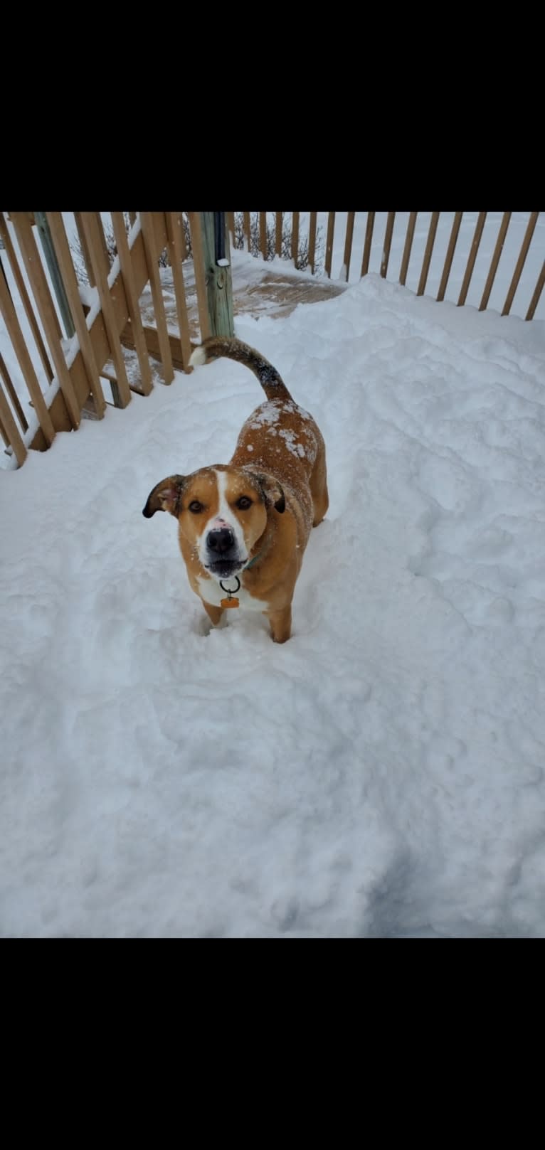 Chopper, a Bulldog and Border Collie mix tested with EmbarkVet.com