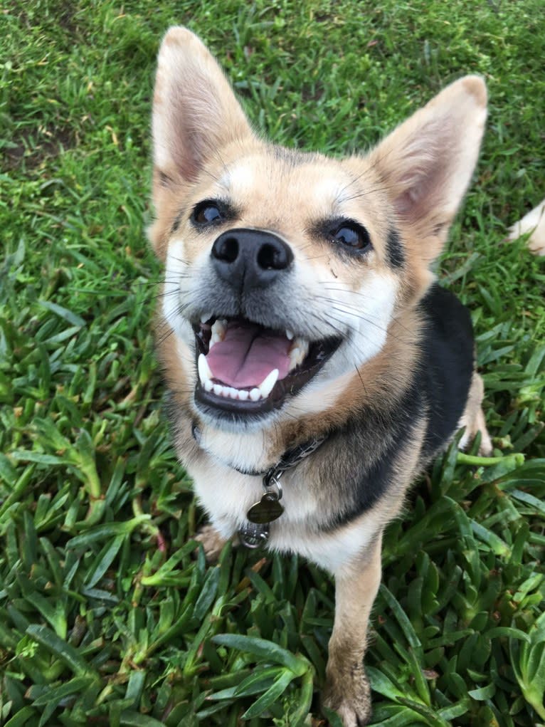 Roo, a Chinese Village Dog and Pekingese mix tested with EmbarkVet.com