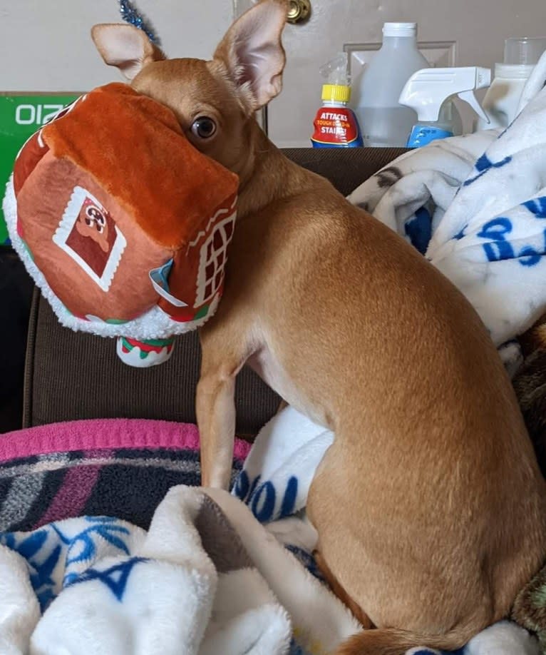 Terra, a Chihuahua and Rat Terrier mix tested with EmbarkVet.com