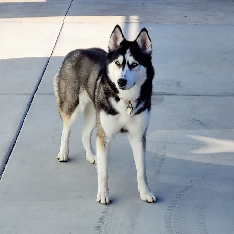 Teyla, a Siberian Husky tested with EmbarkVet.com