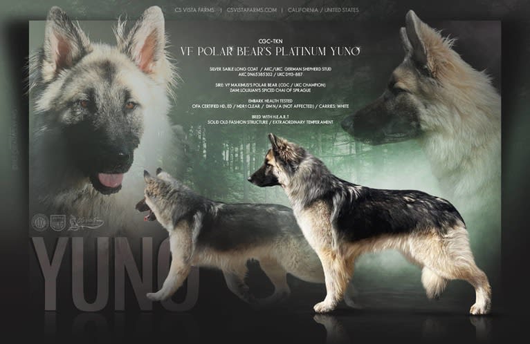 Yuno, a German Shepherd Dog tested with EmbarkVet.com