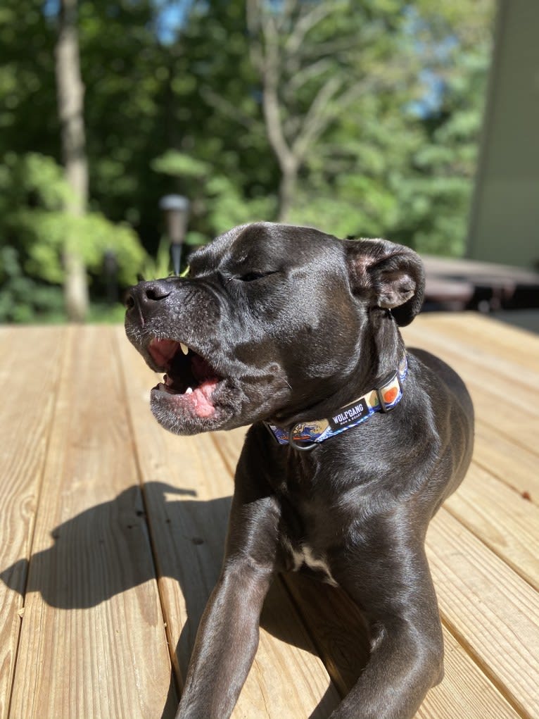 Zhala, a Cane Corso and American Pit Bull Terrier mix tested with EmbarkVet.com