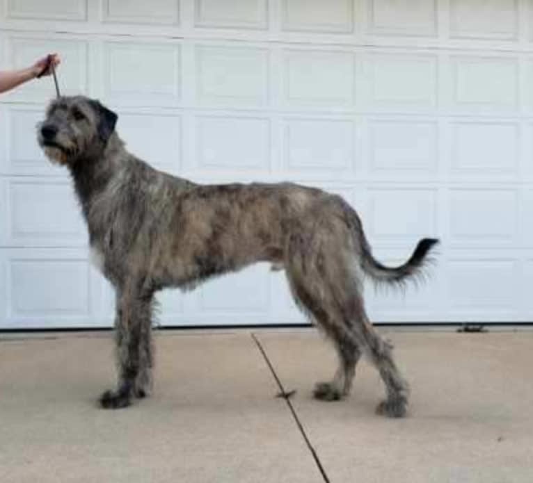 Mojo, an Irish Wolfhound tested with EmbarkVet.com