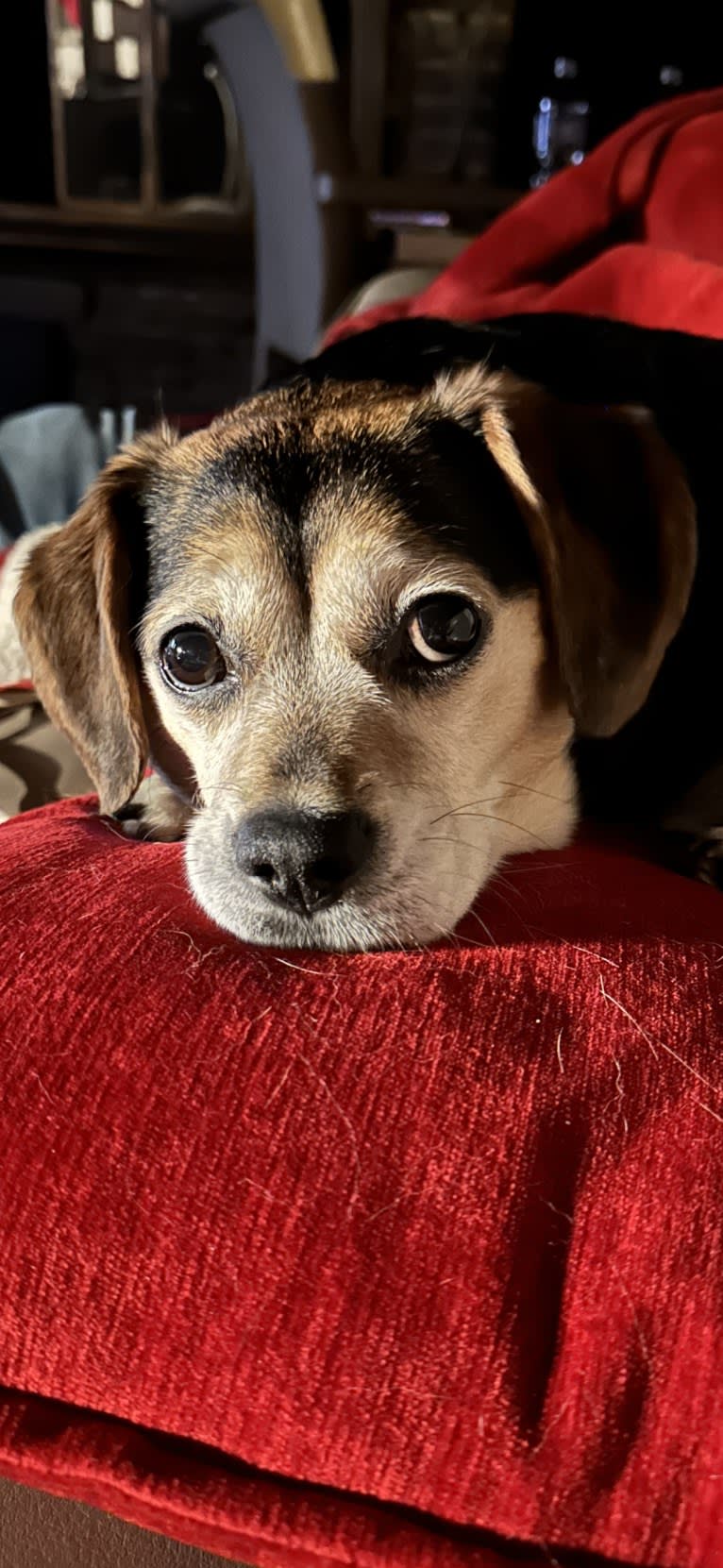 Harold, a Beagle and Miniature Schnauzer mix tested with EmbarkVet.com