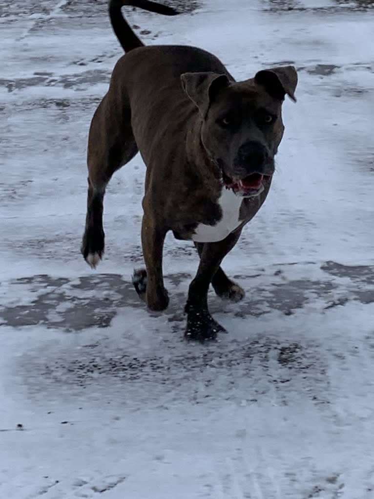 Rosie, an American Pit Bull Terrier tested with EmbarkVet.com