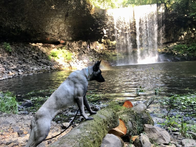 Sauce, a Belgian Shepherd tested with EmbarkVet.com