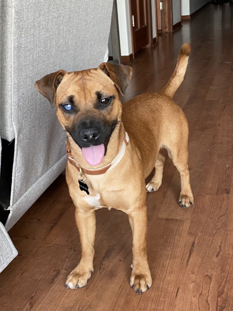 Winston, a Boxer and Pomeranian mix tested with EmbarkVet.com