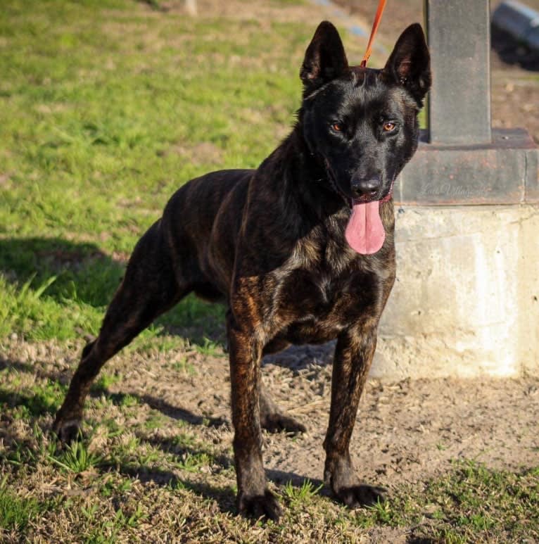 Static, a Dutch Shepherd tested with EmbarkVet.com