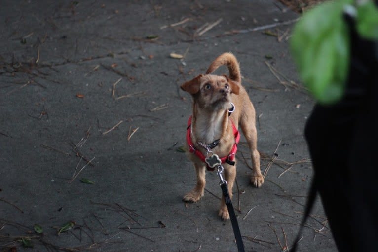 Mochi, a Miniature Pinscher and Poodle (Small) mix tested with EmbarkVet.com