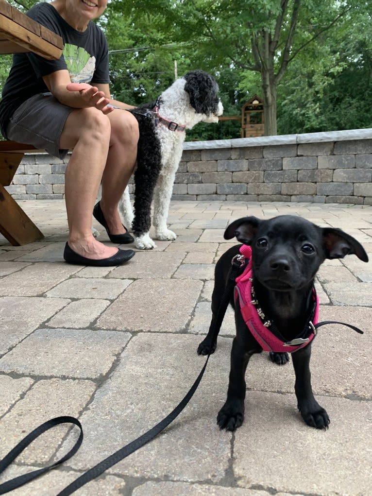 Mavis, a Chihuahua and Dachshund mix tested with EmbarkVet.com