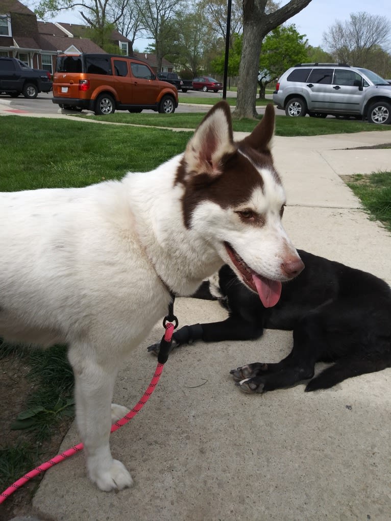 Kyah, a Siberian Husky tested with EmbarkVet.com