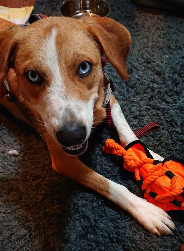 Charlemagne, an Australian Cattle Dog and Beagle mix tested with EmbarkVet.com