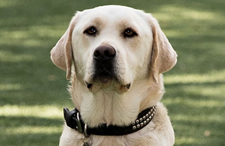 Stofer's Zoli Srain, a Labrador Retriever (5.7% unresolved) tested with EmbarkVet.com