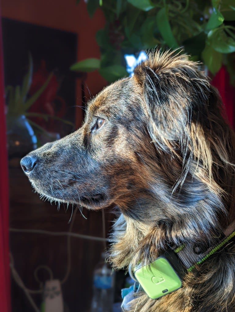 Luna, a Mountain Cur and German Shepherd Dog mix tested with EmbarkVet.com