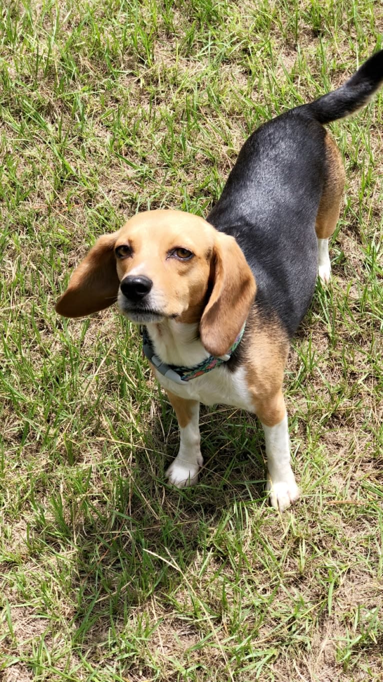 Maggie, a Beagle tested with EmbarkVet.com