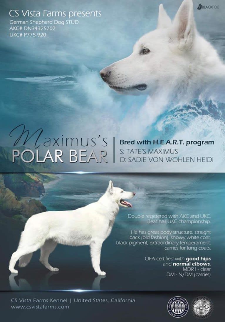 Yuno, a German Shepherd Dog tested with EmbarkVet.com