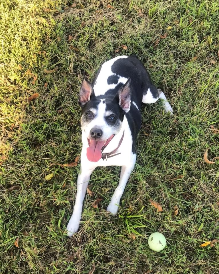 Maddie, an American Pit Bull Terrier and Rat Terrier mix tested with EmbarkVet.com