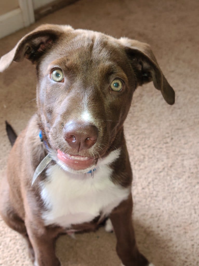 Niall Alexander, an Australian Cattle Dog and American Pit Bull Terrier mix tested with EmbarkVet.com