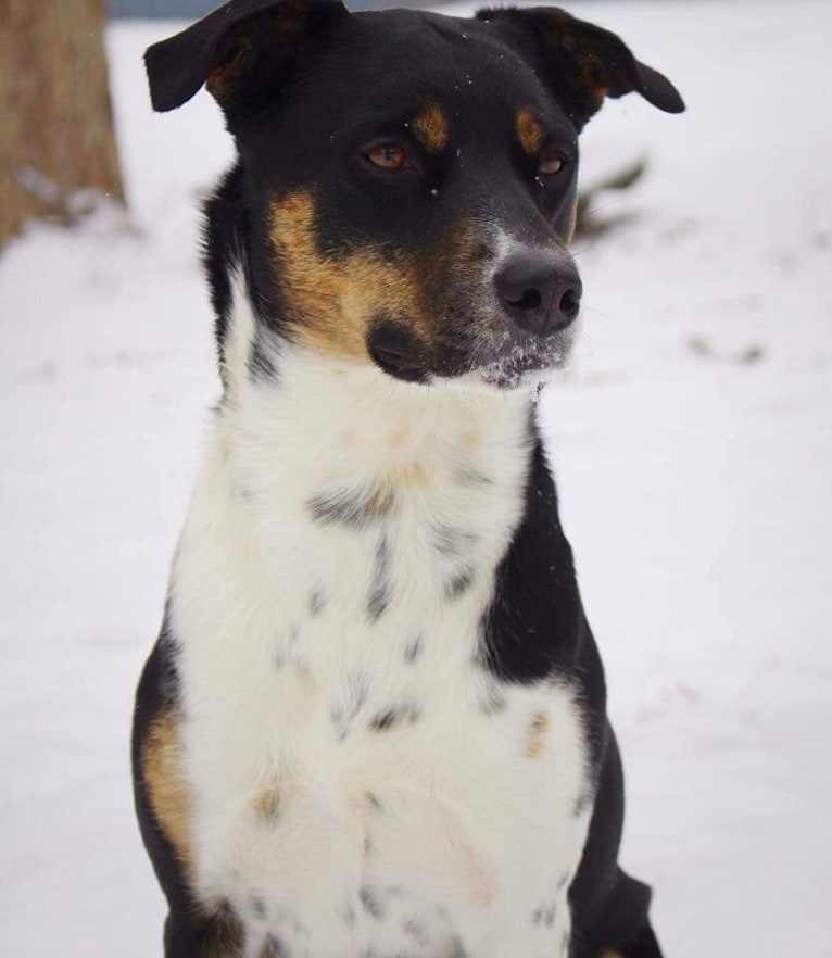 Gypsy, a Siberian Husky and American Pit Bull Terrier mix tested with EmbarkVet.com