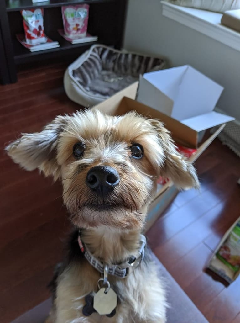 Frankiee, a Yorkshire Terrier tested with EmbarkVet.com