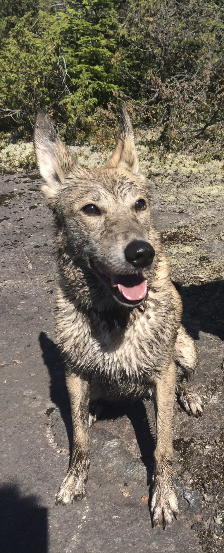 Tori, a Central Asian Village Dog tested with EmbarkVet.com