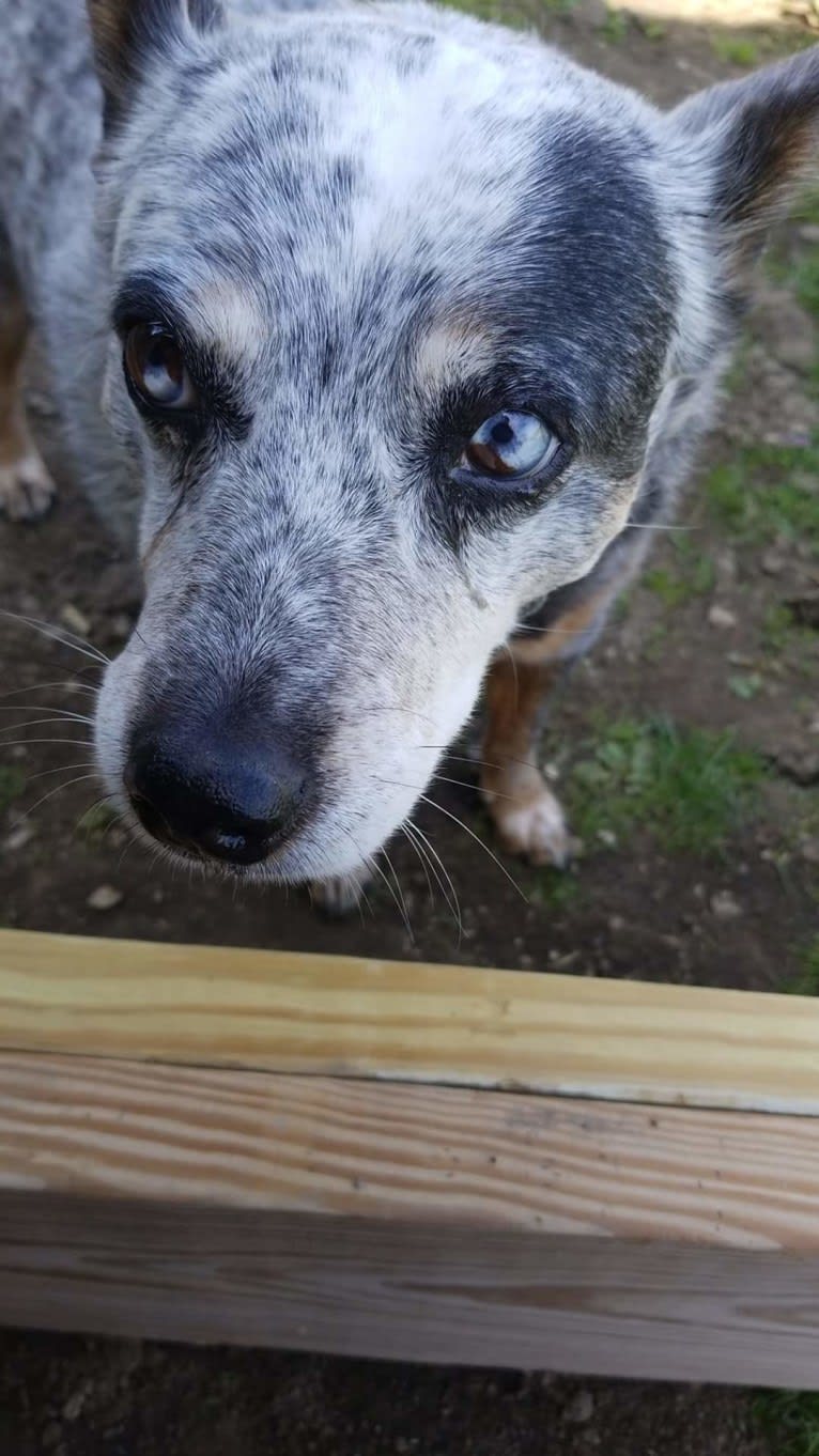 Shadoe, an Australian Cattle Dog tested with EmbarkVet.com