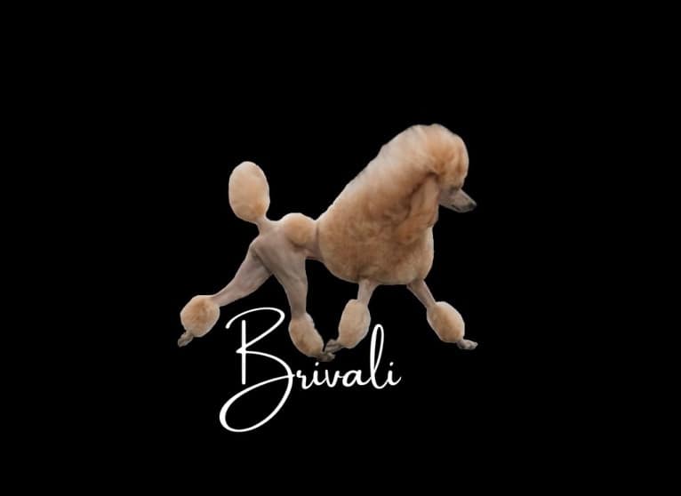 Willow, a Poodle (Standard) tested with EmbarkVet.com