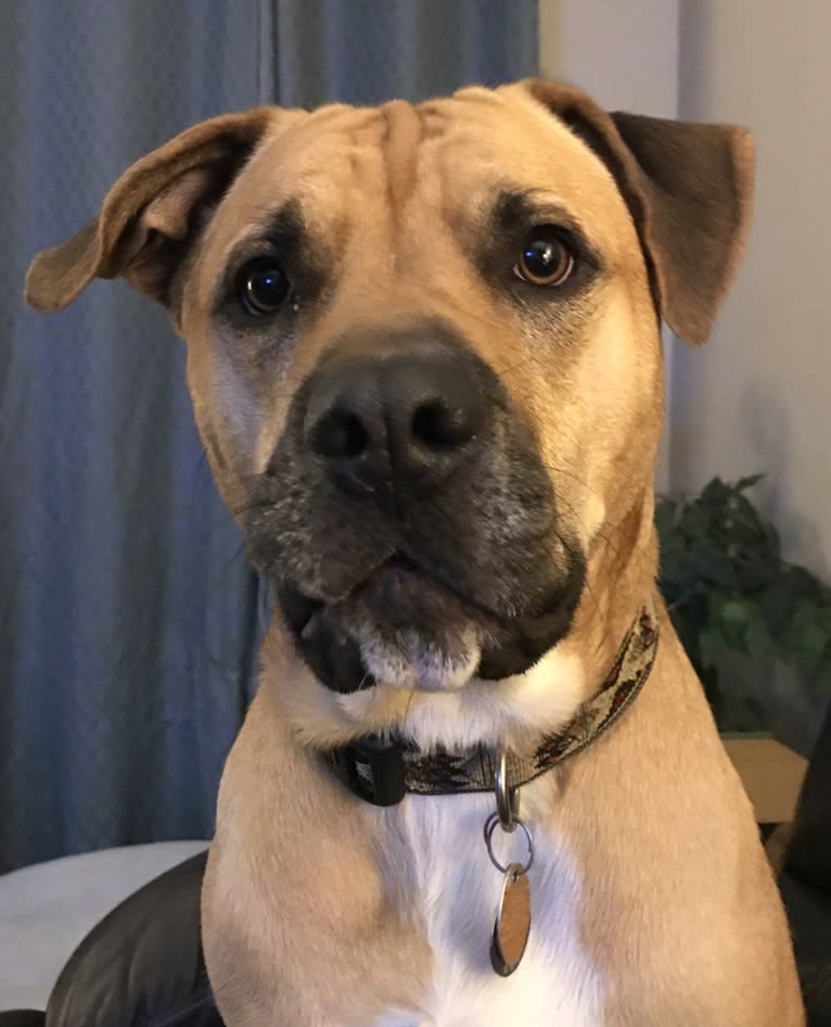 Embark Dog DNA Test Thor gallery