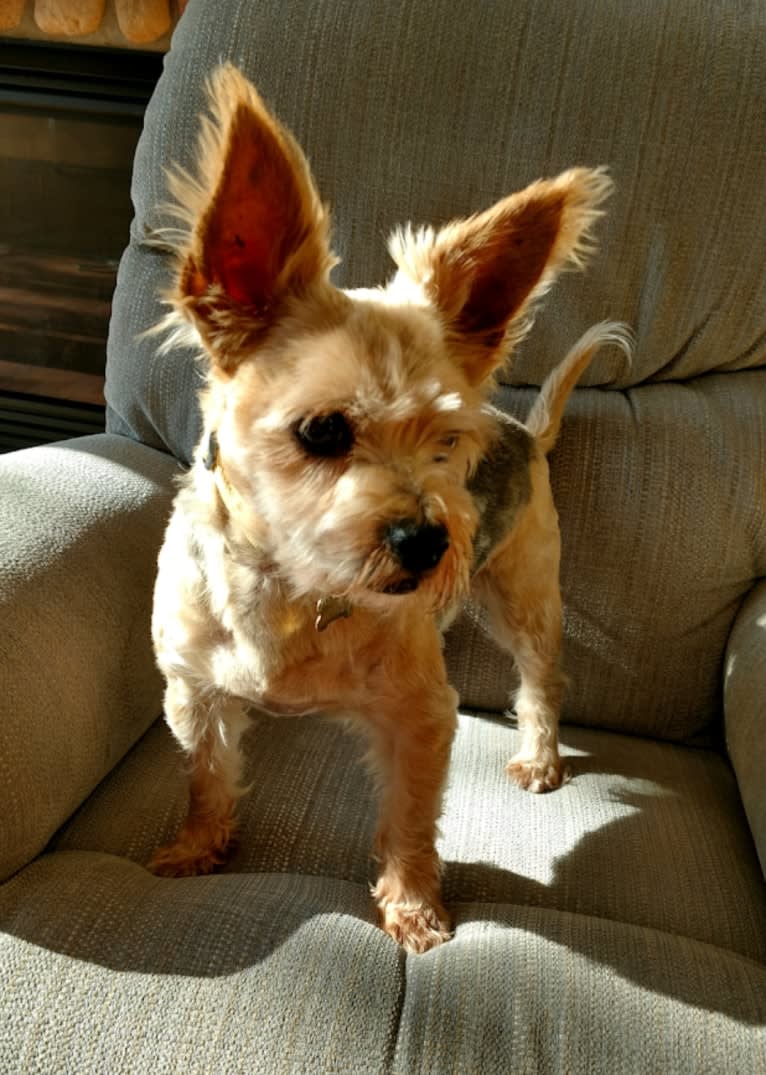 Toby, a Yorkshire Terrier and Chihuahua mix tested with EmbarkVet.com