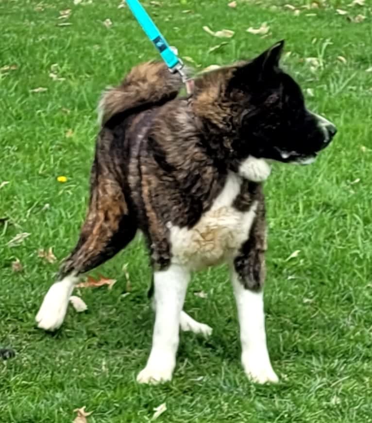 Bruno, an Akita tested with EmbarkVet.com