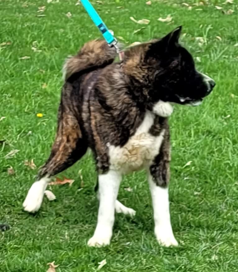 Bruno, an Akita tested with EmbarkVet.com